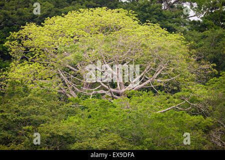 Großer Cuipo Baum, Cavanillesia platanifolia, mit neuen hellgrünen Blättern im Soberania Nationalpark, Republik Panama, Mittelamerika. Stockfoto