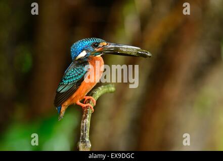 schöne männliche blau-eared Eisvogel (Alcedo Jayakarta) auf Ast Stockfoto