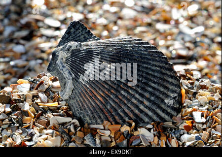 Bunte Kammuschel (Chlamys bekleidet Varia / Mimachlamys Varia) Schale an Strand gespült Stockfoto