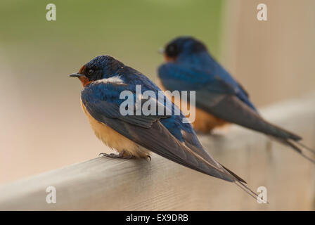 Ein paar der Rauchschwalbe Hirundo Rustica, thront auf einem Zaun Geländer auf einem Holzsteg in der Nähe von Big Lake, Alberta Stockfoto