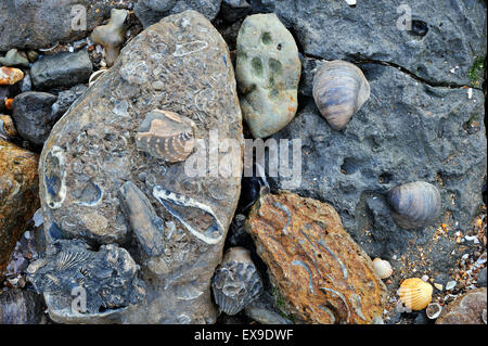 Fossile Muscheln Muscheln aus der Kreidezeit und dem Jura-Zeit am Strand des Vaches Noires in der Nähe von Houlgate, Normandie, Frankreich Stockfoto