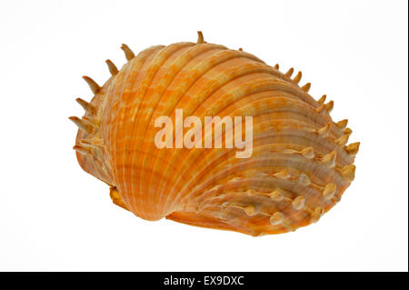 Stachelige Herzmuschel (Acanthocardia Echinata) Shell auf weißem Hintergrund Stockfoto