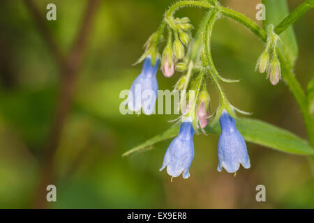 Eine Ansammlung von hohen Lungenkraut Blumen, Mertensia Paniculata wächst in den Riverlot 56 Naturraum, Alberta Stockfoto