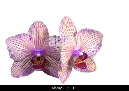 Orchidee blüht hautnah isoliert auf einem weißen Hintergrund mit Emty Textfreiraum Stockfoto