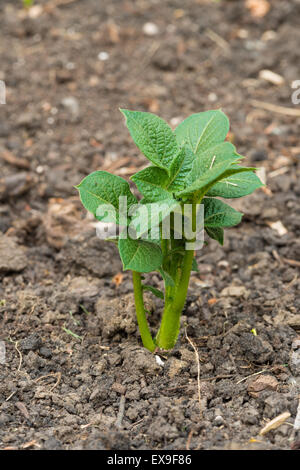 Eine frisch geschlüpfte Kartoffelpflanze, Solanum Tuberosum, wächst in einem Hinterhof Gemüsegarten, St. Albert, Alberta Stockfoto