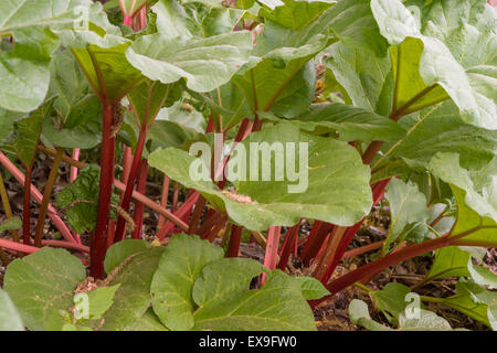 Rhabarber, Rheum Rhabarbarum, wächst in einem Hinterhof Garten in St. Albert, Alberta Stockfoto