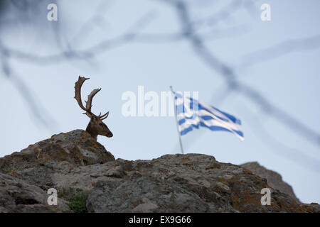 Dominierende Hirsch Damhirsch SP. Dama Dama, mischen mit felsigen Landschaft von Myrina Stadtschloss und griechische Flagge im Hintergrund. Lemnos. Stockfoto