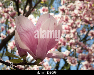 Frühling-Bäume mit Blüten im Central Park, New York Stockfoto