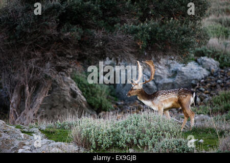 Eine wunderschöne Hirsch mit großen Geweih Damwild ausruhen im Schatten eines Baumes in der Burg von Myrina. Insel Lemnos Limnos Stockfoto