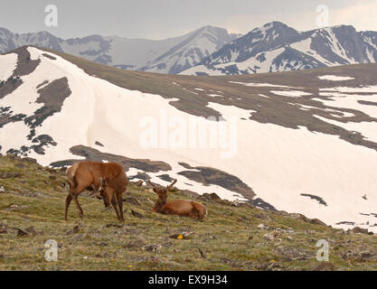 Ein paar Elche Bullen in den hohen Bergen von Colorado. Stockfoto