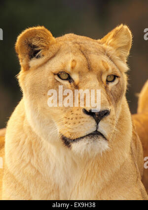 Ein Porträt von einem afrikanischen Löwin. Stockfoto