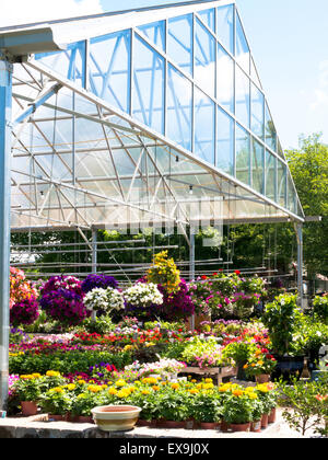 Kinderzimmer mit Blumen blühen im Sommer, USA Stockfoto