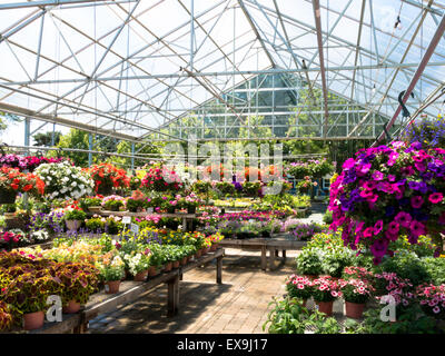 Kinderzimmer mit Blumen blühen im Sommer, USA Stockfoto