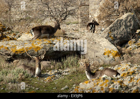 Vier Damwild Böcke mit Geweih (Arten) Dama Dama, Eingang der Burg von Lemnos Insel Limnos, Griechenland zu bewegen. Stockfoto