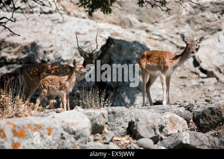 Damwild (sp) D.dama, junges Reh, ein Reh und ein Bock mit Geweih im Hintergrund. Lemnos Insel Burg, Limnos, Griechenland. Stockfoto