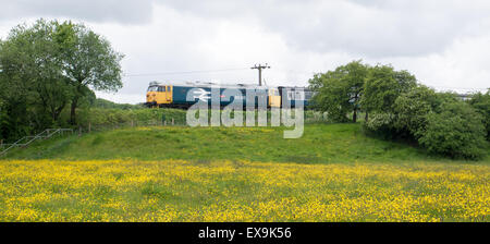 British Rail livrierter Diesel Zug vorbei Bereich der Butterblumen Stockfoto