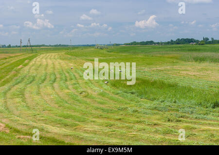 Gemähtes Heu mit den Störchen auf einer Wasser-Wiese in der Ukraine im Sommer Stockfoto