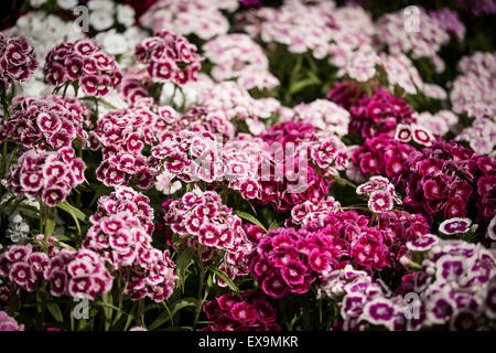 Ein Bett von Sweet William Blumen Dianthus barbarische in einem Garten in Cornwall. Stockfoto