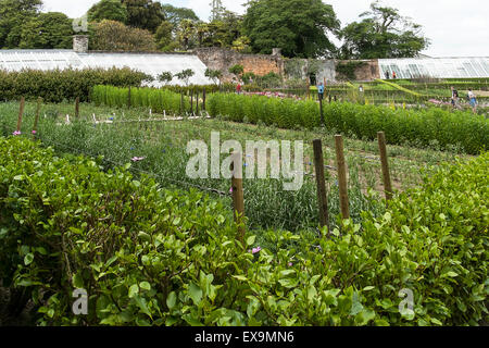 Der Gemüsegarten in die Lost Gardens of Heligan in Cornwall. Stockfoto