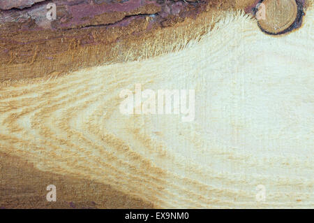 Natürliche rohe unbearbeitete Holzbrett Textur Stockfoto