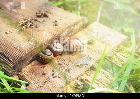 Zuflucht-Schnecken auf der Rückseite einen faulen Board im Garten Stockfoto