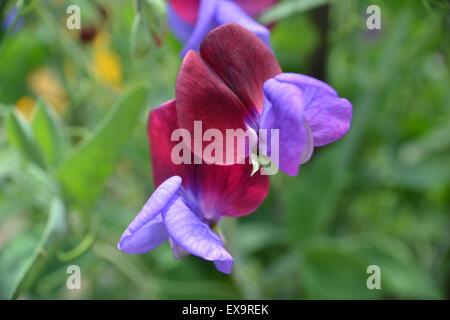 Sweet Pea "Matucana' wächst in einem Sommer Garten, UK Stockfoto