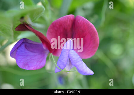 Sweet Pea "Matucana' wächst in einem Sommer Garten, UK Stockfoto