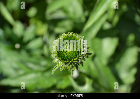 Echinacea, Sonnenhut Knospe entwickeln, Mitte Sommer UK Stockfoto