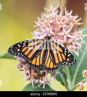 Schmetterlinge, männliche Monarchfalter Fütterung nippen Dinger von Blooming verbreitete Milweed Pflanze. Idaho, USA, Nordamerika Stockfoto