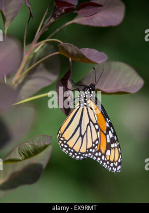 Schmetterlinge, vom Aussterben bedrohte Monarchfalter Eiablage auf bunte Blatt. Idaho, USA, Nordamerika Stockfoto