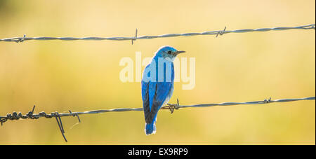 Vögel, männlichen Mountain Blue Bird thront auf einem Zaun. Idaho Zustand-Vogel, Idaho, USA Stockfoto