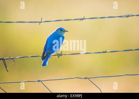 Vögel, männlichen Mountain Blue Bird thront auf einem Zaun. Idaho Zustand-Vogel, Idaho, USA Stockfoto