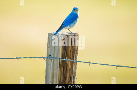 Vögel, männlichen Mountain Blue Bird thront auf einem Zaun und Pfosten, Idaho Staatsvogel, Idaho, USA Stockfoto