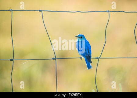 Vögel, männlichen Mountain Blue Bird thront auf einem Zaun. Idaho Zustand-Vogel, Idaho, USA Stockfoto