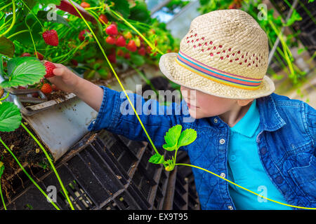 Kleines Kind pflückt Erdbeeren in einem Gewächshaus Stockfoto