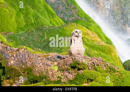 Eine junge eurasische Uhu am Wasserfall bei Creissels in der Nähe von Millau, Averyon, Frankreich. Stockfoto