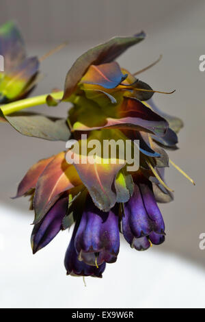 Cerinthe großen 'Purpurascens' Honeywort Stockfoto