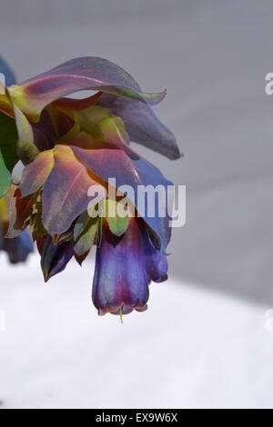 Cerinthe großen 'Purpurascens' Honeywort Stockfoto