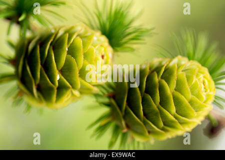 Nadelbäume im Botanischen Garten Stockfoto