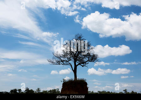 Afrika, Botswana, Lone Tree auf erodierten Hügel im Kalahari-Wüste Stockfoto