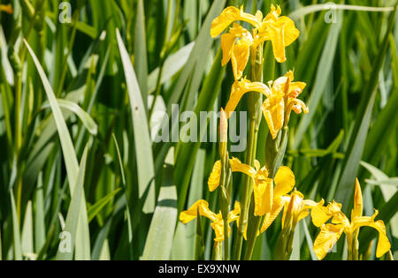 Gelbe Flagge Iris Blumen an der Seite von einem Teich - Iris pseudacorus Stockfoto