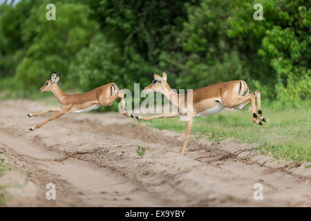 Afrika, Botswana, Chobe National Park, Impala (Aepyceros Melampus) springen über Safari zu verfolgen, in der Nähe von Chobe Fluss Okavango Delt Stockfoto