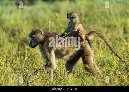 Afrika, Botswana, Chobe National Park, Chacma Pavian (Papio Ursinus) trägt junge Baby auf dem Rücken bei einem Spaziergang durch üppige Stockfoto