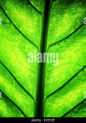 Grünes Blatt Hintergrund, frische saftige Laub, abstrakte natürliche strukturierte Tapeten, Detail der Anlage, Eco-system Stockfoto