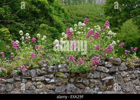 Blumen an der Wand, Carisbrooke Castle, Carisbrooke, nr Newport, Isle of Wight, England, UK, GB. Stockfoto