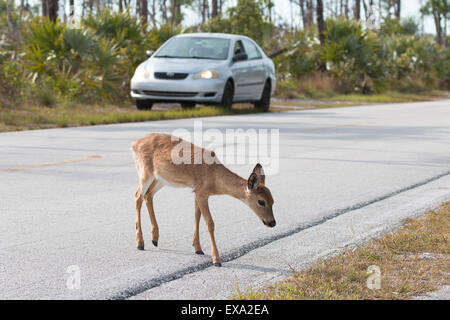 Eine vom Aussterben bedrohte Key Hirsch in die National Key Deer Wildlife Reguge.  Dieser Hirsch zu Fuß über eine Straße, die durch die Hütte geht. Stockfoto