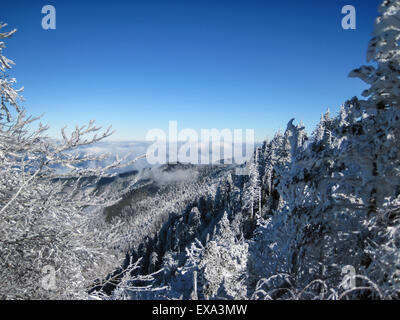 Bäume fallen in Schnee und Eis auf dem Appalachian Trail im Great Smoky Mountain National Park Stockfoto