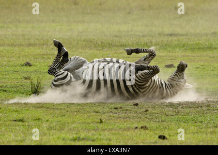 Burchell Zebra unter einem Staub Bad, Ol Pejeta Conservancy, Kenia Stockfoto