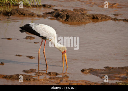 Gelb-billed Storch Fütterung in (Uaso) Uaso Nyiro River, Samburu, Kenia Stockfoto