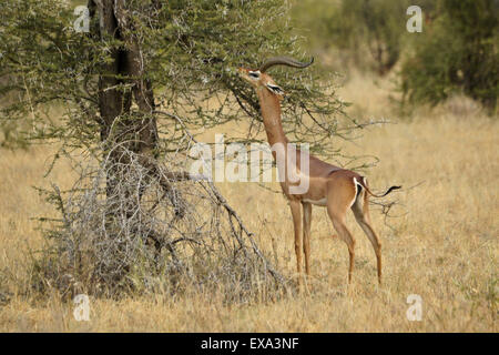 Männliche Gerenuk Fütterung auf dornige Akazie, Samburu, Kenia Stockfoto